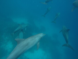 Swim with dolphin in Chuuk, Micronesia Chuuk state of Federated States of Micronesia.