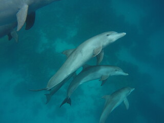 Fototapeta premium Swim with dolphin in Chuuk, Micronesia Chuuk state of Federated States of Micronesia.