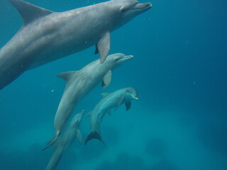 Swim with dolphin in Chuuk, Micronesia Chuuk state of Federated States of Micronesia.