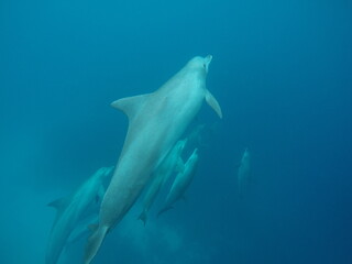 Swim with dolphin in Chuuk, Micronesia Chuuk state of Federated States of Micronesia.