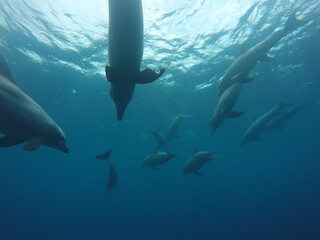 Swim with dolphin in Chuuk, Micronesia Chuuk state of Federated States of Micronesia.