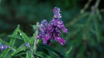Mexican bush sage covered in water droplets at dawn, at the high altitude Paraiso Quetzal Lodge outside of San Jose, Costa Rica