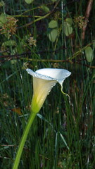White lily covered in water droplets at dawn, at the high altitude Paraiso Quetzal Lodge outside of...
