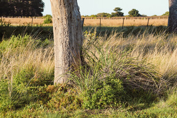 tree trunk with morning sunlight