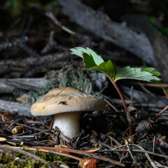 Close up of a beautiful mushroom growing from the forest floor in Colorado.