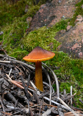 Close up of Hygrocybe conica mushroom growing from the forest floor in Colorado.