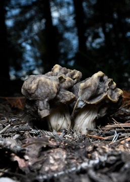 Close up of Helvella lacunosa mushroom growing from the forest floor in Colorado.