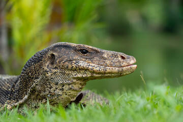 Portrait of a monitor lizard. The striped monitor lizard, or water monitor, (Varanus salvator) is a...