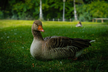 Goose in the park