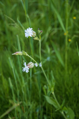Maidenstears, Silene Vulgaris, white wildflowers among grass