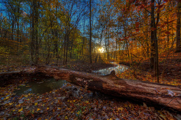 Second Life of a Tree.   When trees fall down, they become rotting logs, it’s a second life.  