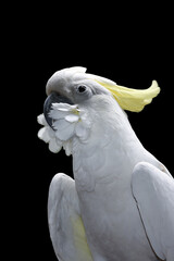 Yellow cockatoo isolated in black background