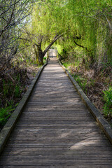 Wood boardwalk under weeping willow tree with spring growth, Juanita Bay Park, Kirkland, WA
