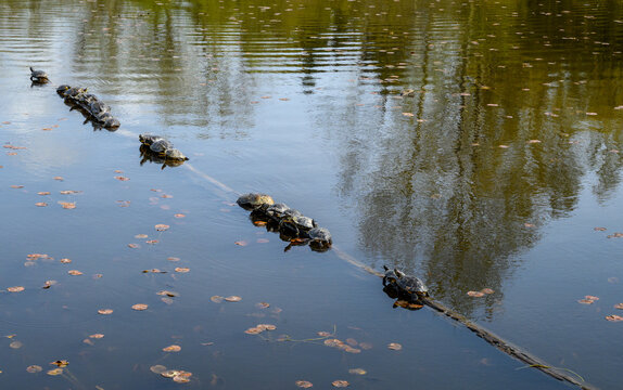 Turtles laying on logs floating in Lake Washington on a sunny spring day, Juanita Bay Park, Kirkland, WA

