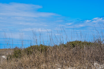 Fototapeta premium Sea brush