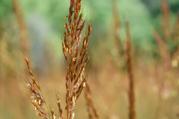 Wheat field