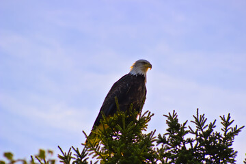 American Bald Eagle Perched In Tree