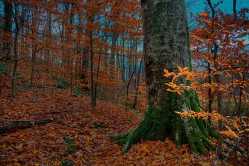 Beech Tree on the Trail. The  smooth surface of a beech tree attracts the knives of carvers that...
