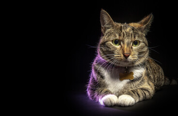 Fototapeta na wymiar Portrait of tabby cat looking at camera lying down isolated on black background