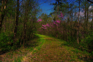 Red Buds on a Hiking Trail 