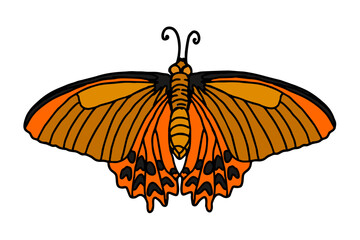 beautiful butterfly vector