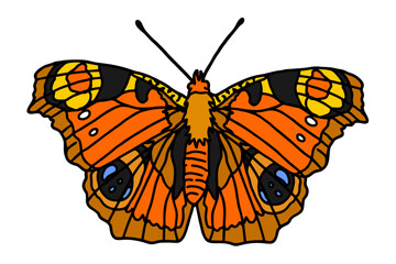 beautiful butterfly vector