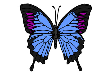 beautiful butterfly vector