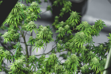 cannabis leaf are growth in a hemp agriculture plant farm, nature marijuana or sativa ganja weed green herb for using for medical drug in science laboratory background, lab research for medicine oil