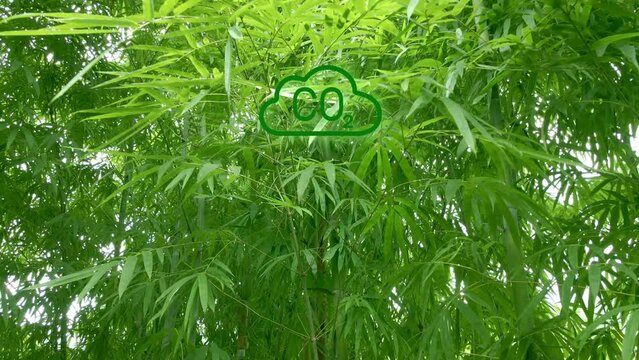 CO2 Graphic Evaporating Over Bamboo Background
