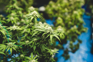 marijuana or ganja plant leaf growth in farm, agriculture crop background of marijuana or ganja cannabis in term of medical laboratory culture for using a hemp weed to making herb drug in medicine