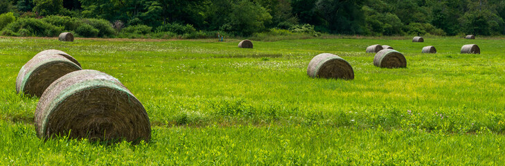 Rolled hay bales in a field in Deerfield Township, Pennsylvania, USA on a sunny summer day