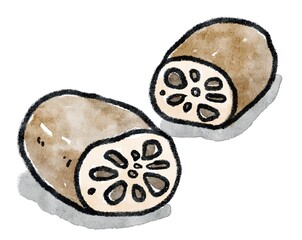 れんこんの水彩イラスト