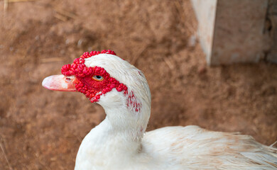 Close up view of head a male duck have distinctive characteristics. Which has rough face or red wattle and big body size. Therefore suitable for use as a good breeder.