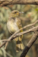 Brown Honeyeater in Northern Territory Australia