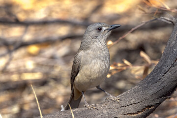 Grey Shrike Thrush in Northern Territory Australia