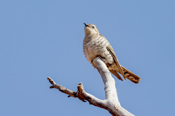 Horsfield's Cuckoo in Northern Territory Australia