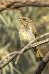 Brown Honeyeater in Northern Territory Australia