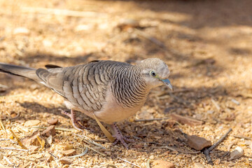 Peaceful Dove in Northern Territory Australia