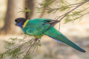 Port Lincoln Ringneck Parrot in Northern Territory Australia