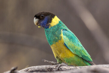 Port Lincoln Ringneck Parrot in Northern Territory Australia