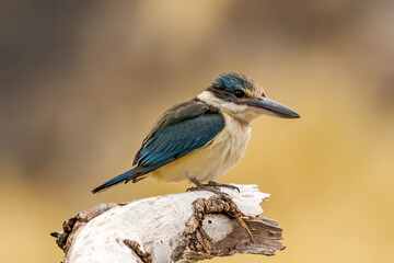 Sacred Kingfisher in Northern Territory Australia