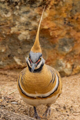 Spinifex Pigeon in Northern Territory Australia