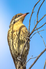 Spiny-cheeked Honeyeater in Northern Territory Australia