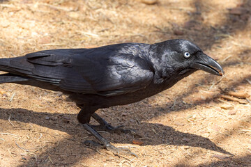 Torresian Crow in Northern Territory Australia