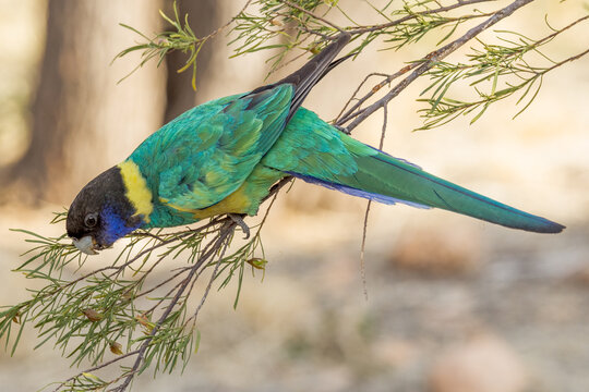 Port Lincoln Ringneck Parrot in Northern Territory Australia