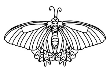 Beautiful butterfly Line Art vector