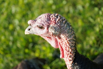 Turkey Head