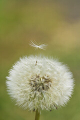 Dandelion close up shot with green background 