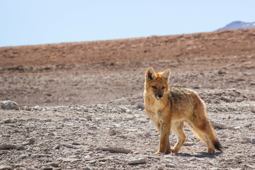Culpeo fox in the Andes