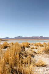 Altiplanic Lagoon in Bolivia